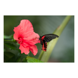 Red Pollination
