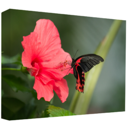 Red Pollination