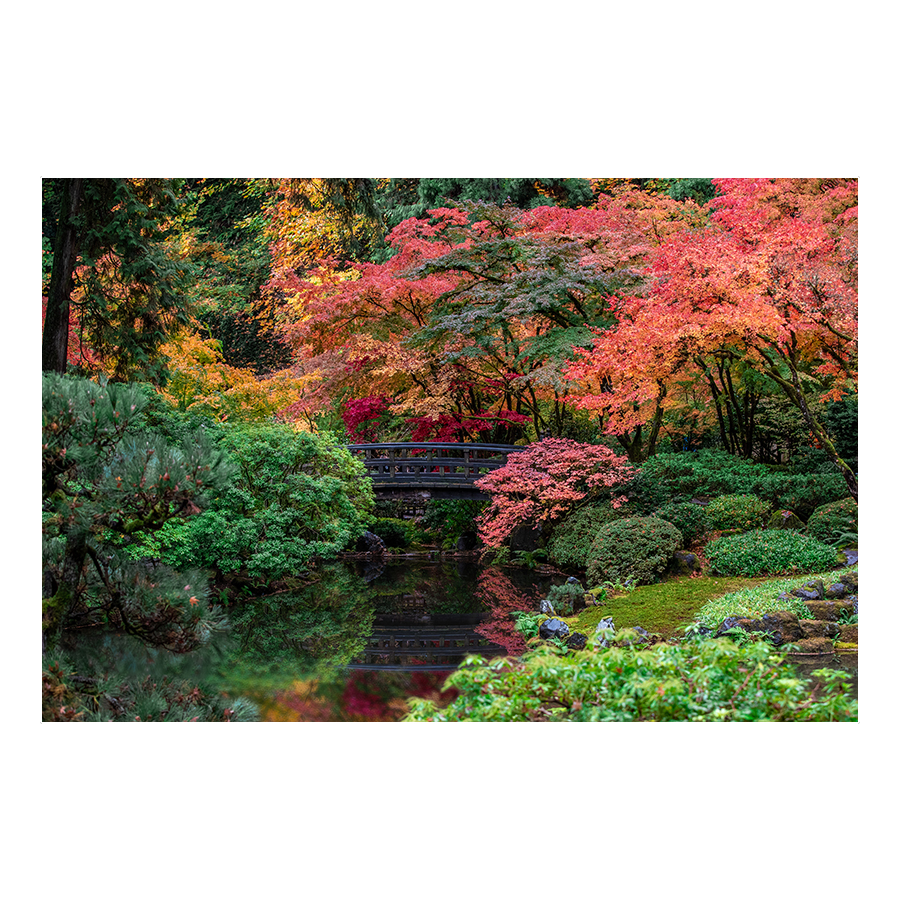 Relaxing Pond