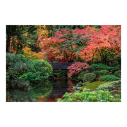 Relaxing Pond
