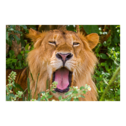 Royal Yawn