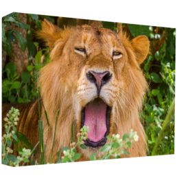 Royal Yawn