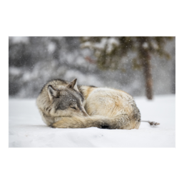 Sleeping Hunter