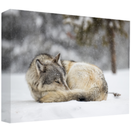 Sleeping Hunter