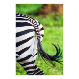 Striped Back