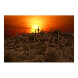 Sun-Guaro