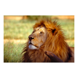 The King's Demeanour