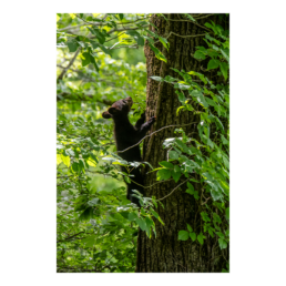 Tree Climber