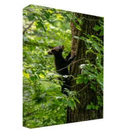 Tree Climber