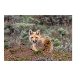 Wary Fox