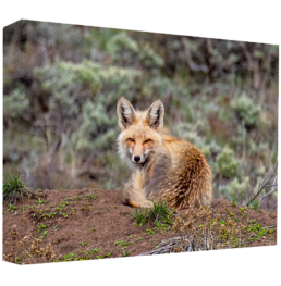 Wary Fox