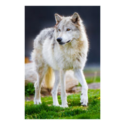 White Fur