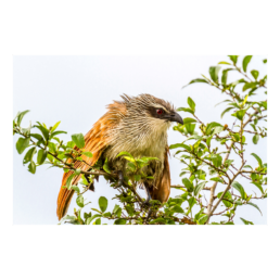 Angry Bird