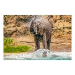 Bath Time