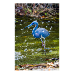 Blue Bath