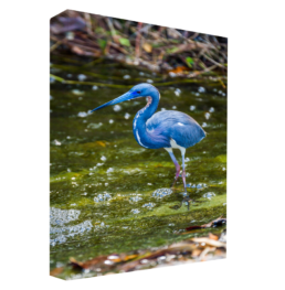 Blue Bath