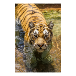 Cats Hate Baths