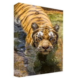 Cats Hate Baths