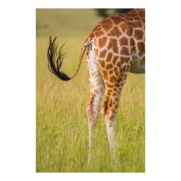 Flyswatter