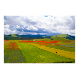 God's Brushes
