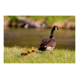 Imprinting Love