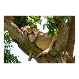 Lazy Afternoon