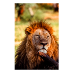 Like A King