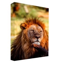 Like A King