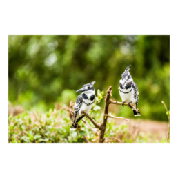 Misfits