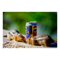 Sharing