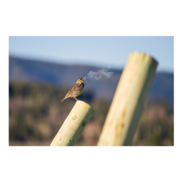 Small Voice