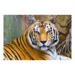 The Eye Of The Tiger