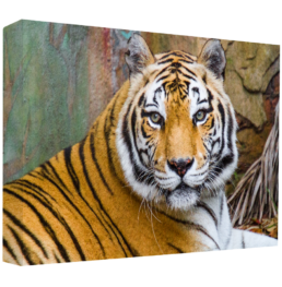 The Eye Of The Tiger