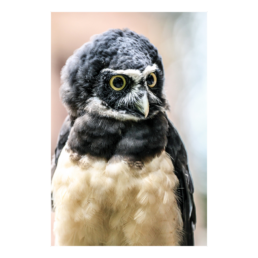 The Spectacled Owl