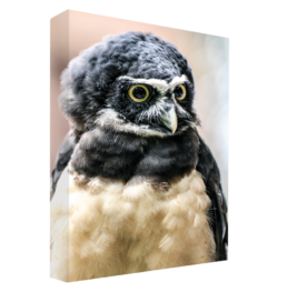 The Spectacled Owl