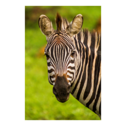The Star In Stripes