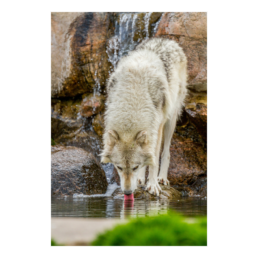 Unruffled Drink