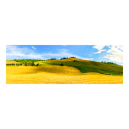 Golden Field