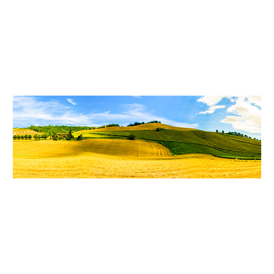 Golden Field