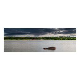 Hippo Bath