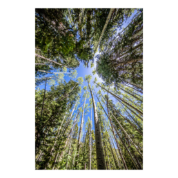 Looking Up