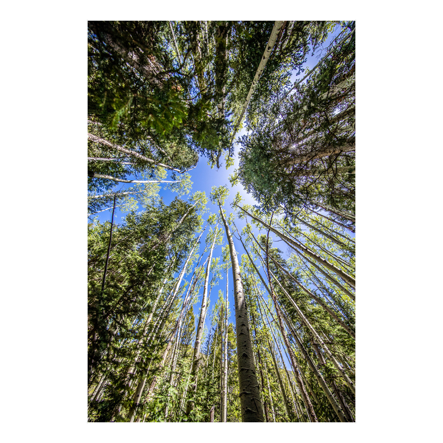 Looking Up