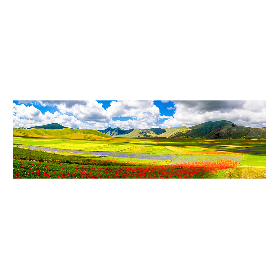 Poppies