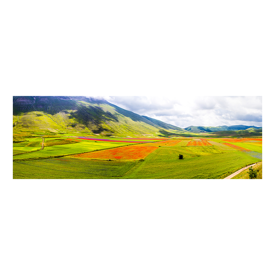 Red Blossom