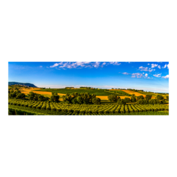 The Wine Route