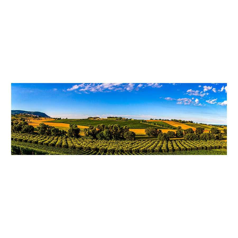 The Wine Route