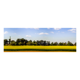 Yellow Waves